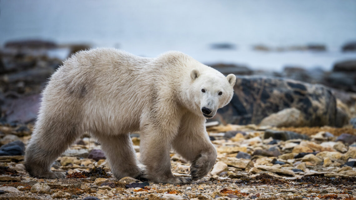 Kanada Fotoreise zu den Eisbären in Churchill - Rolf Gemperle Naturfotografie